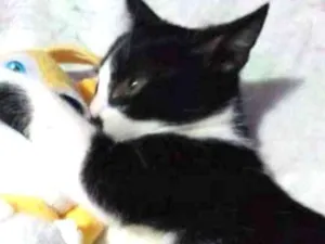 Gato raça SRD idade 2 a 6 meses nome Sem nome