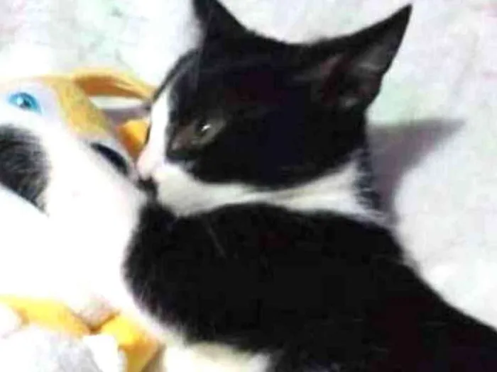 Gato ra a SRD idade 2 a 6 meses nome Sem nome
