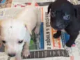 Neguinha e  2 filhot