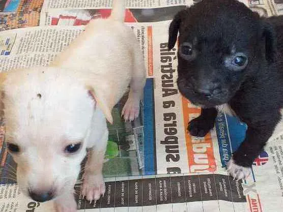 Cachorro ra a Vira lata idade Abaixo de 2 meses nome Neguinha e  2 filhot