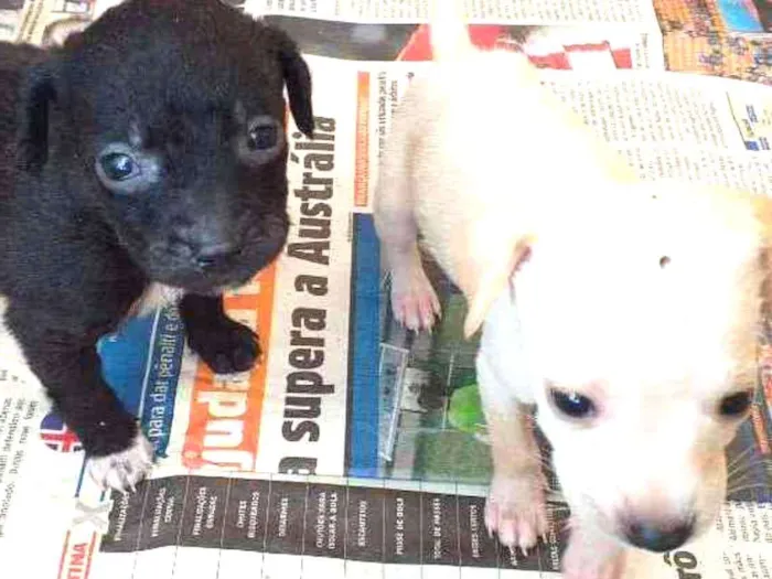 Cachorro ra a Vira lata idade Abaixo de 2 meses nome Neguinha e  2 filhot