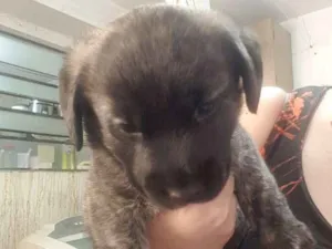 Cachorro raça Vira lata idade 2 a 6 meses nome Nao tem nome ainda 