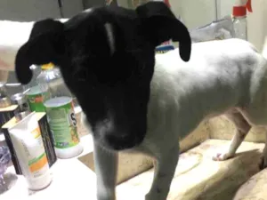 Cachorro raça Vira lata idade 2 a 6 meses nome Preciosa