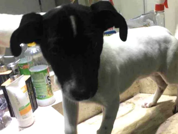 Cachorro ra a Vira lata idade 2 a 6 meses nome Preciosa