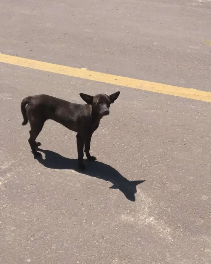Cachorro raça Mestiça idade 2 a 6 meses nome Preta