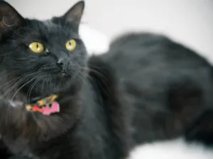 Gato raça SRD  idade 7 a 11 meses nome Pretinha 