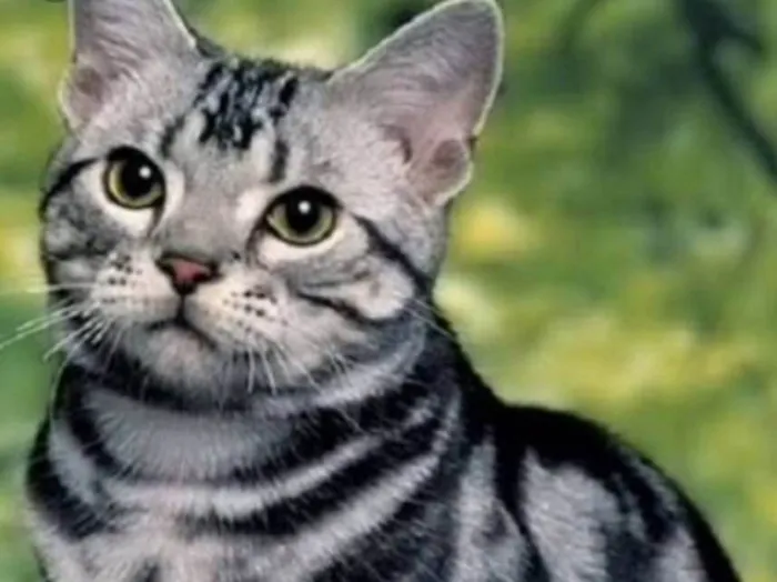 Gato ra a Mestiço  idade 1 ano nome Fred 