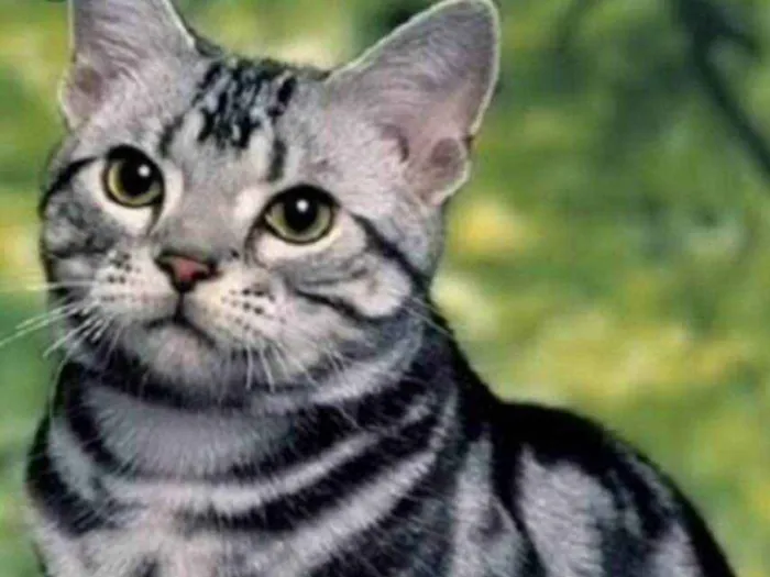 Gato ra a Mestiço  idade 1 ano nome Fred 