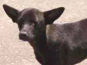 Cachorro raça Mestiça idade 2 a 6 meses nome Preta