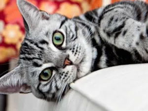 Gato raça SRD idade 2 a 6 meses nome Theo 