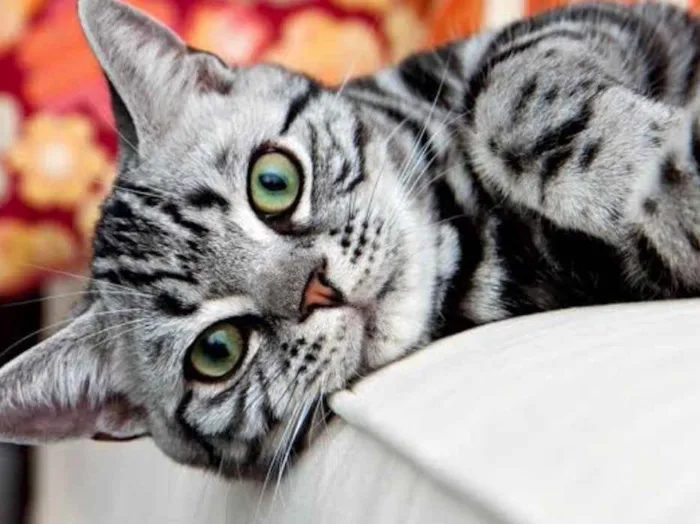 Gato ra a SRD idade 2 a 6 meses nome Theo 