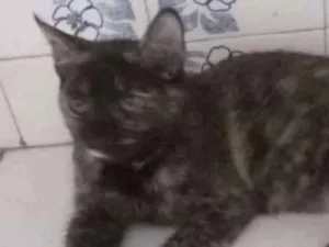 Gato raça SRD idade 2 a 6 meses nome Nazinha