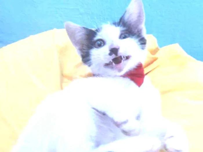 Gato ra a SEM RAÇA DEFINIDA.  idade 2 a 6 meses nome Gatinho Lindo.