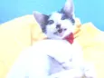 Gatinho Lindo.
