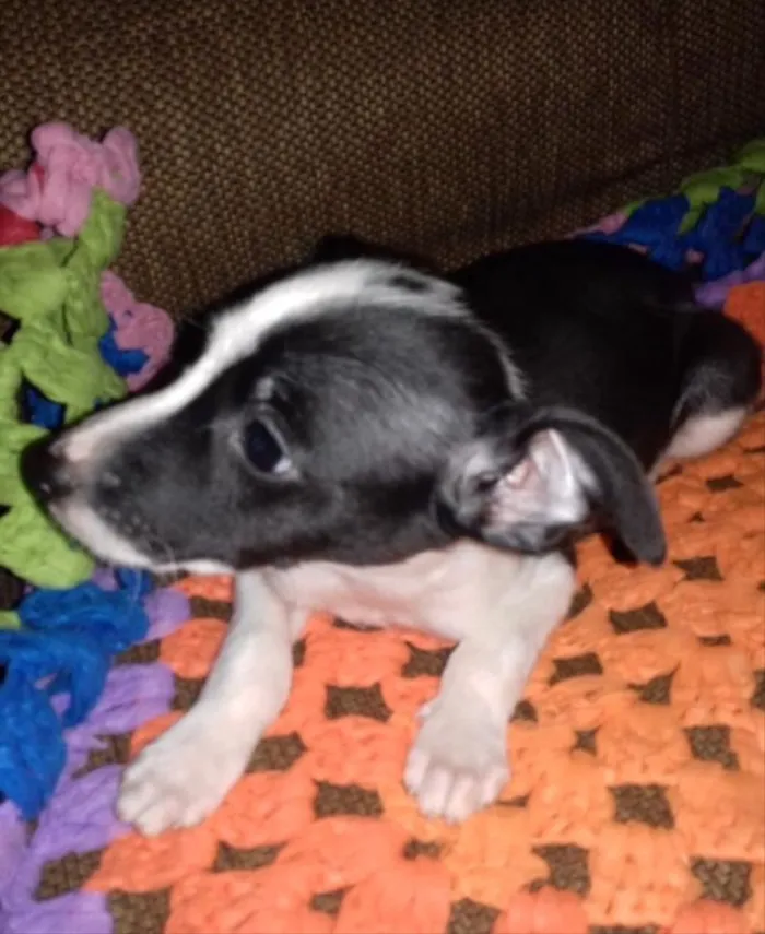 Cachorro ra a SRD  idade 2 a 6 meses nome Dino 