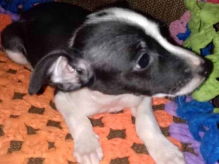 Cachorro ra a SRD  idade 2 a 6 meses nome Dino 