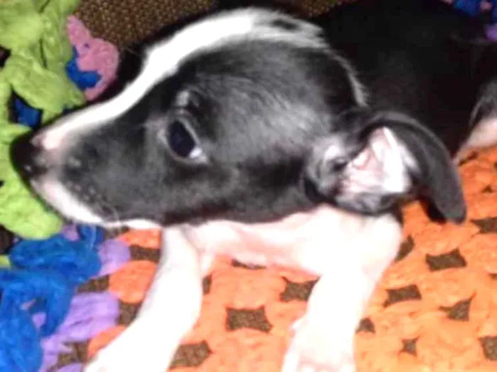 Cachorro ra a SRD  idade 2 a 6 meses nome Dino 