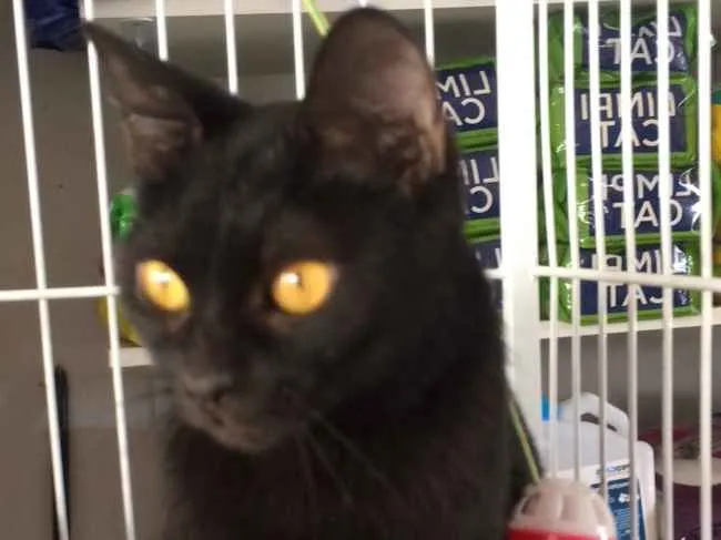 Gato ra a SRD idade 7 a 11 meses nome Rubi 