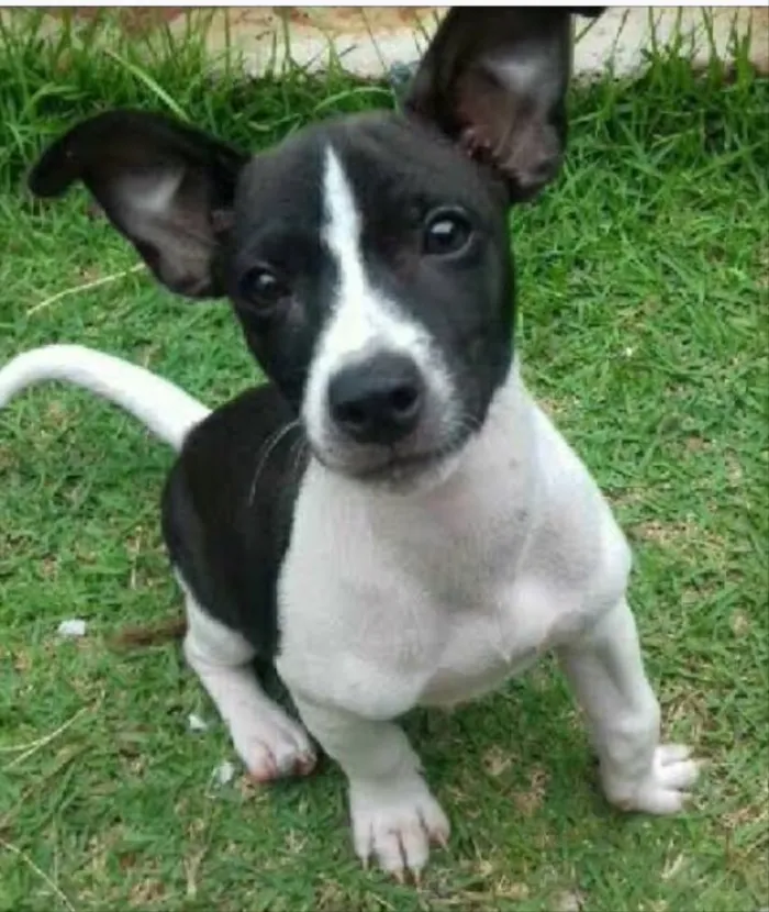 Cachorro ra a SRD  idade 2 a 6 meses nome Bob 