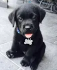 Léo 
