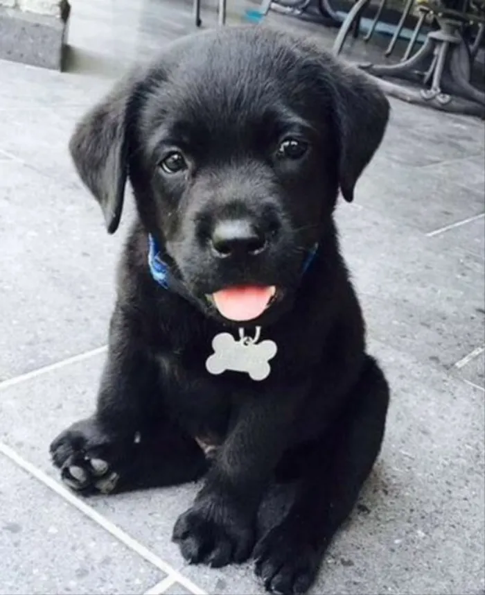 Cachorro ra a SRD idade 2 a 6 meses nome Léo 