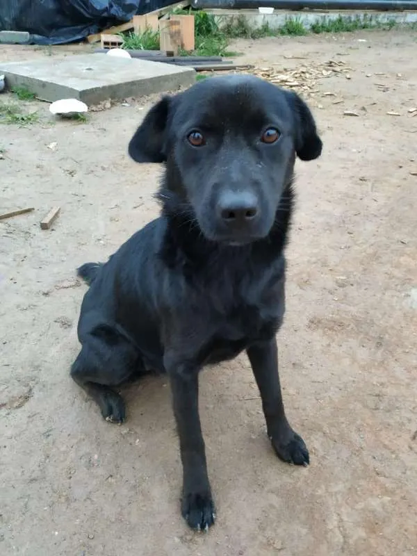 Cachorro ra a SRD-SEM RAÇA DEFINIDA-VIRALATA idade 7 a 11 meses nome Leia toda descrição