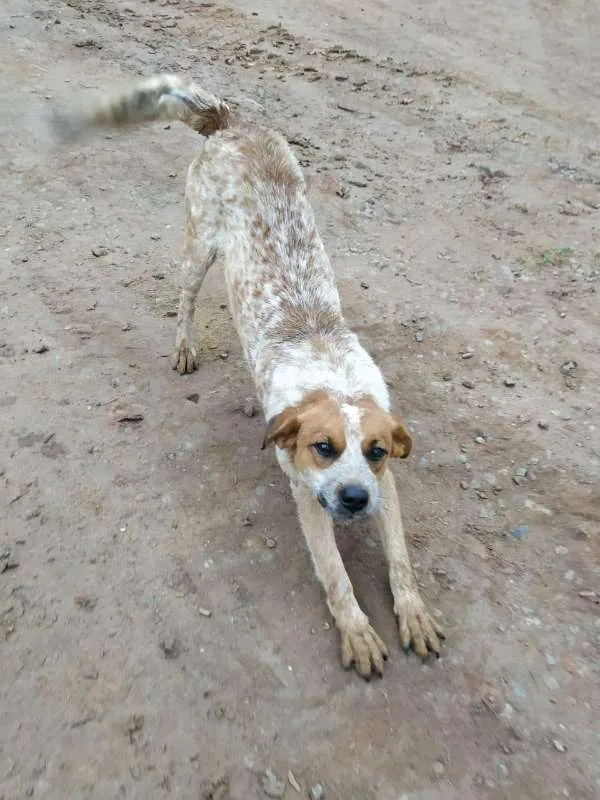 Cachorro ra a SRD-SEM RAÇA DEFINIDA-VIRALATA idade 7 a 11 meses nome Leia toda descrição