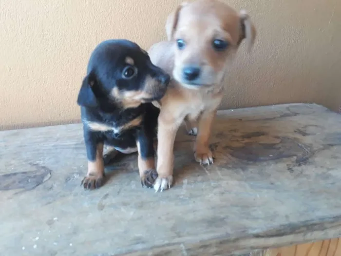 Cachorro ra a SRD-SEM RAÇA DEFINIDA-VIRALATA idade 7 a 11 meses nome Leia toda descrição