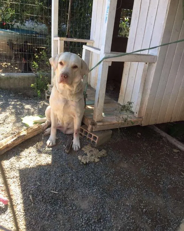 Cachorro ra a SRD-SEM RAÇA DEFINIDA-VIRALATA idade 7 a 11 meses nome Leia toda descrição