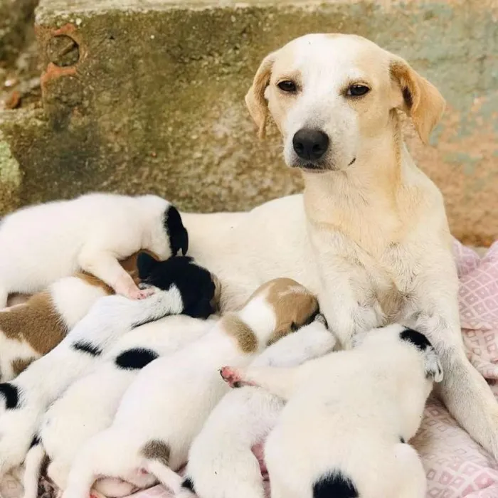 Cachorro ra a SRD-SEM RAÇA DEFINIDA-VIRALATA idade 7 a 11 meses nome Leia toda descrição