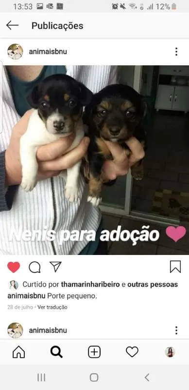 Cachorro ra a SRD-SEM RAÇA DEFINIDA-VIRALATA idade 7 a 11 meses nome Leia toda descrição