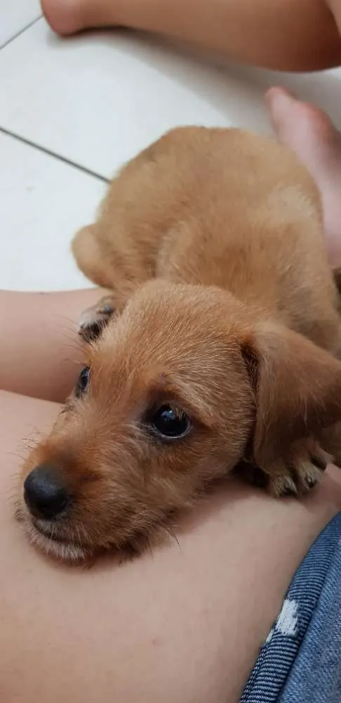 Cachorro ra a  idade Abaixo de 2 meses nome Florzinha 