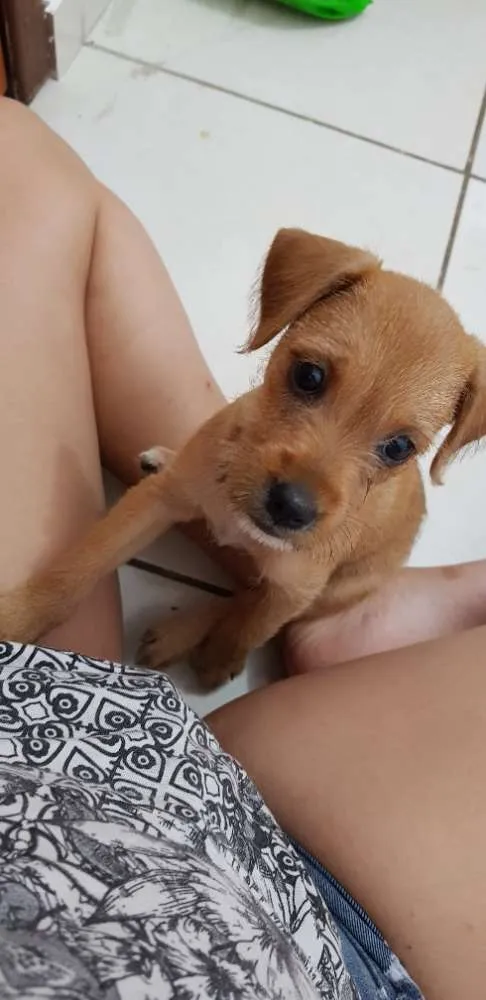 Cachorro ra a  idade Abaixo de 2 meses nome Florzinha 