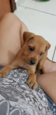 Florzinha 