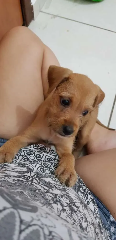 Cachorro ra a  idade Abaixo de 2 meses nome Florzinha 