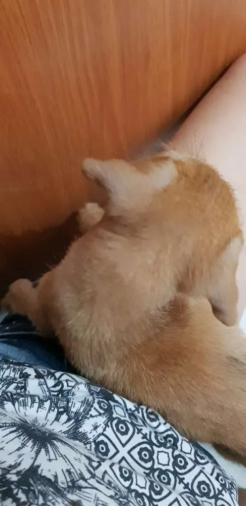 Cachorro ra a  idade Abaixo de 2 meses nome Florzinha 