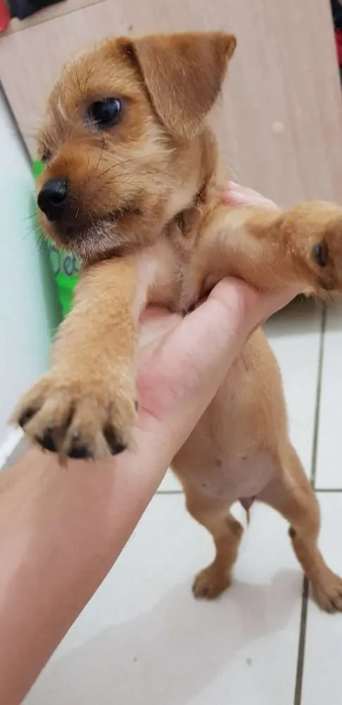 Cachorro ra a  idade Abaixo de 2 meses nome Florzinha 