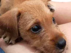 Cachorro raça  idade Abaixo de 2 meses nome Florzinha 