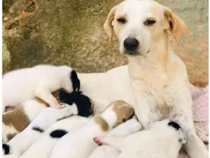 Cachorro raça SRD-SEM RAÇA DEFINIDA-VIRALATA idade 7 a 11 meses nome Leia toda descrição