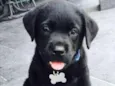 Léo 