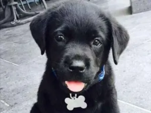Cachorro raça SRD idade 2 a 6 meses nome Léo 