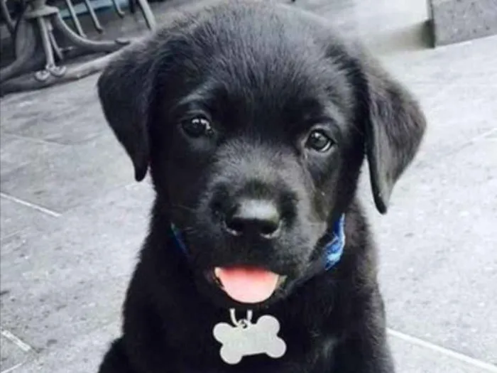 Cachorro ra a SRD idade 2 a 6 meses nome Léo 