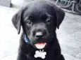 Léo 