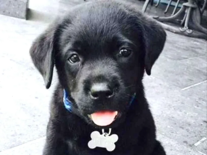 Cachorro ra a SRD idade 2 a 6 meses nome Léo 