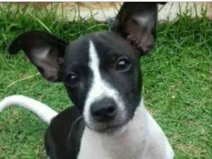 Cachorro raça SRD  idade 2 a 6 meses nome Bob 