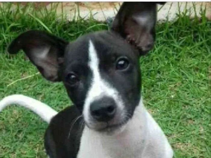 Cachorro ra a SRD  idade 2 a 6 meses nome Bob 
