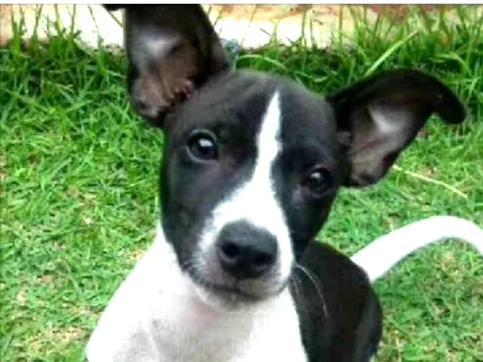 Cachorro ra a SRD  idade 2 a 6 meses nome Bob 