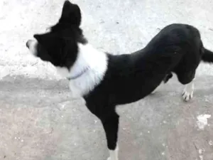 Cachorro raça x - border collei idade 1 ano nome Tchess