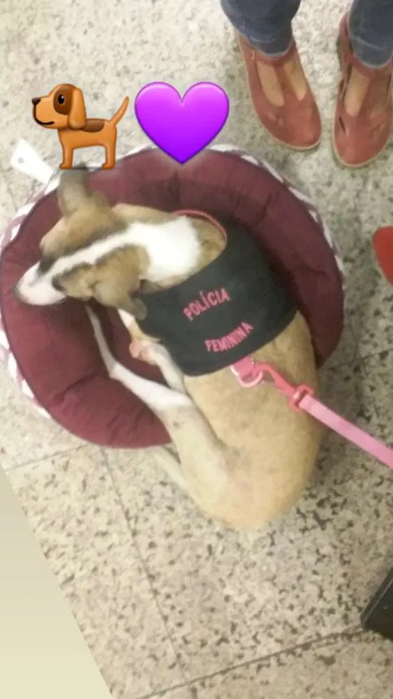 Cachorro ra a Mestiço  idade 2 a 6 meses nome Sky 