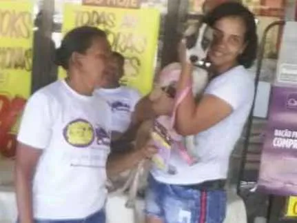 Cachorro ra a Mestiço  idade 2 a 6 meses nome Sky 